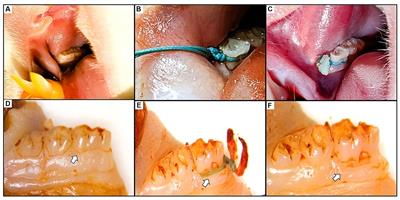 Effect of experimental periodontitis on cardiac functions: a comprehensive study using echocardiography, hemodynamic analysis, and histopathological evaluation in a rat model